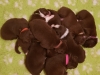 pile of pups (2)
